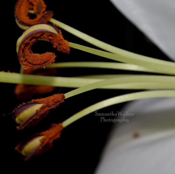 Wall Decor - Picture 3 of 16